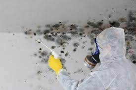 Professional Mold Removal in Garden City, NY